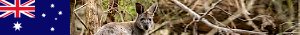 http://australia20.nstx.ch