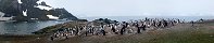 Pingouins sur les les Aitcho (Antarctique)