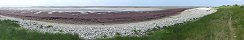 Large Quantity of Algae in Gfosse-Fontenay (Calvados, France)