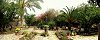 Jardin  Capernam (Isral)