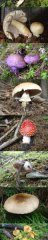 Mushrooms of our fields and forests (Canton of Valais, Switzerland)