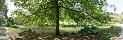 Author: Michel Le Bas Category: Vegetable kingdom