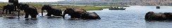 Elephants crossing in Chobe National Park (Botswana)