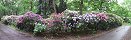 Blooming Rhododendrons in Chomutov Zoo Park (Czech Republic)