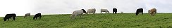 Cattle at Cliffs of Moher (Ireland)