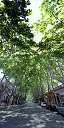 Sycamore Trees in Colonia (Uruguay)