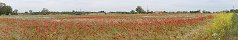 Champ de coquelicots prs de Grandcamp-Maisy (Calvados, France)