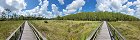 Promenade dans le sanctuaire d'Audubon Corkscrew Swamp (Naples, Floride, Etats-Unis)