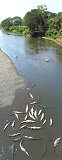 Crocodiles depuis le pont sur la rivire Tarcoles (Tarcoles, Costa Rica)