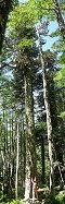 Araucaria dans le parc national de Huerquehue (Patagonie du nord, Chili)