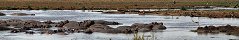 Hippos in Manyara National Park (Tanzania)