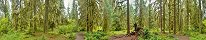 La forêt de Hoh dans le parc national d'Olympic (Washington, Etats-Unis)