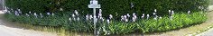 Irises on the Roadside in Grandcamp-Maisy (Calvados, France)