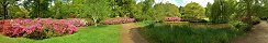 Azalea display in Isabella Plantation, Richmond Park (Richmond, England)