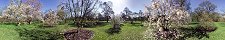 Arbres en fleurs dans les jardins de Kew (Angleterre)