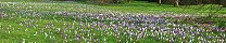 Vue partielle de l'emplacement des crocus (Jardins de Kew, Angleterre)