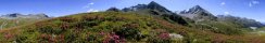 Rhododendrons  Khtai (Rgion d'Innsbruck, Tyrol, Autriche)