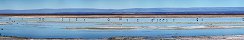 Flamants dans la Laguna Chaxa, Salar de Atacama (Chili)