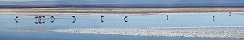 Flamants dans la Laguna Chaxa, Salar de Atacama (Chili)