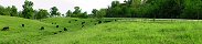 Pturage de bovins prs de Lake City (Iowa, Etats-Unis)