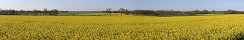 Rapeseed Field in Les Pas (Manche, France)