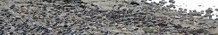 Large Number of Waders on the Beach in Gfosse-Fontenay (Calvados, France)