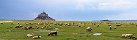 Le Mont-Saint-Michel et un pturage de moutons (Beauvoir, Manche, France)