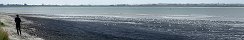 Un grand nombre de mouettes sur la plage  Gfosse-Fontenay (Calvados, France)