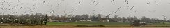 Seagulls and Gulls in a Field by the Sea (Gfosse-Fontenay, Calvados, France)