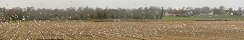 Seagulls and Gulls in a Field by the Sea (Gfosse-Fontenay, Calvados, France)