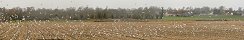 Mouettes et golands dans un champ en bord de mer (Gfosse-Fontenay, Calvados, France)