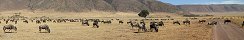 Migration de gnous dans le cratre de Ngorongoro (Aire de conservation du Ngorongoro, Tanzanie)