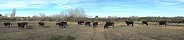 Bull Feeding in Camargue (Bouches-du-Rhne, France)