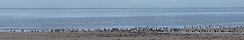 Oies bernaches sur la plage de Grandcamp-Maisy (Calvados, France)