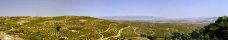 Olive trees plantations (Andalucia, Spain)