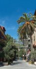 Palm trees in Alassio (Liguria, Italy)