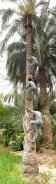 Indigne grimpant sur un palmier-dattier (Oasis de Nefta, Tunisie)
