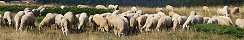Troupeau de moutons dans le parc Biogradska (Montngro)