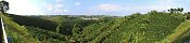 Growing Coffee, South of Pereira (Colombia)