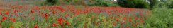 Champ de coquelicots (Toscane, Italie)