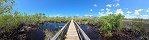 Promenade dans la rserve estuarienne de Rookery Bay (Naples, Floride, Etats-Unis)