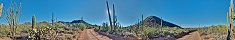 Signal Hill dans le parc national de Saguaro (Arizona, Etats-Unis)