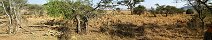 Gazelles dans le Serengeti (Tanzanie)