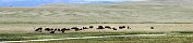 South Park Buffalo Herd in South Park Valley (Colorado, USA)