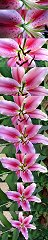 Lys oriental Stargazer, Palmer Divide (Colorado, Etats-Unis)