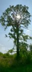 Un arbre  Mariansk Radcice (Rpublique tchque)