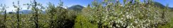 Blooming apple plantations near Merano (South Tyrol, Italy)