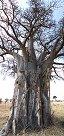Baobab dans le parc national de Tarangire (Tanzanie)