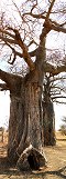 Baobab tree in Tarangire National Park (Tanzania)