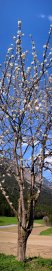 Blooming cherry tree in Thaur (near Innsbruck, Tyrol, Austria)